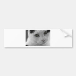 Pegatina Para Coche Cara de gatos negros y blancos