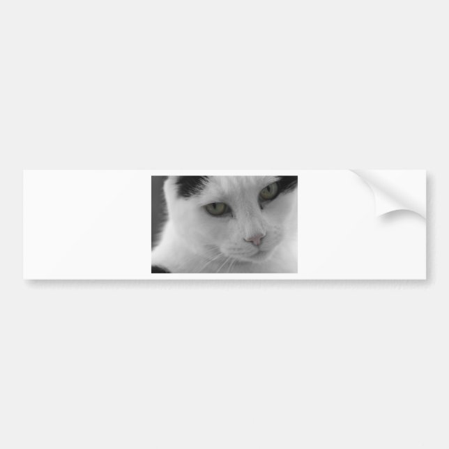 Pegatina Para Coche Cara de gatos negros y blancos (Frente)