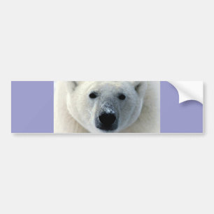 Pegatina Para Coche Cara del oso polar