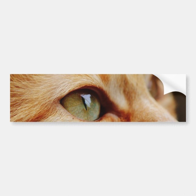 Pegatina Para Coche Cara determinada de un gato jengibre (Frente)