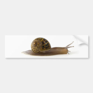 Pegatina Para Coche caracol