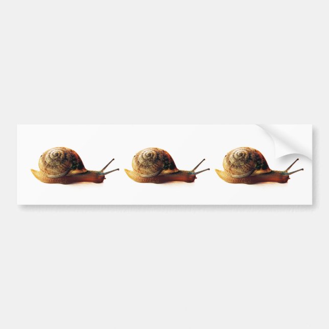Pegatina Para Coche Caracol (Frente)