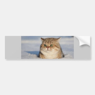 Pegatina Para Coche cats_and_snow7