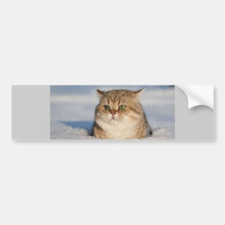 Pegatina Para Coche cats_and_snow7