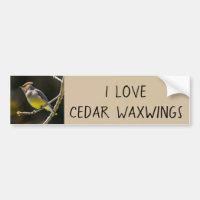 Cedar Waxwing Songbird Foto original de ave silves