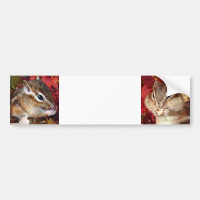 Pegatina Para Coche Chipmunk , Autumn (9)　photo (Frente)