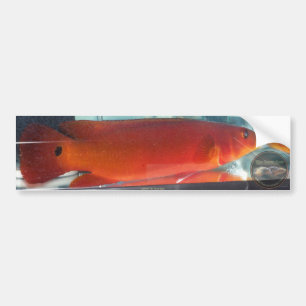 Pegatina Para Coche Cichlid rojo de Pike