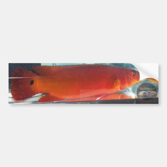 Pegatina Para Coche Cichlid rojo de Pike (Frente)
