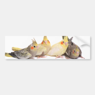 Pegatina Para Coche Cockatiels