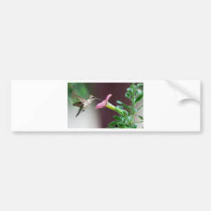 Pegatina Para Coche colibrí