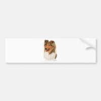 Collie áspero