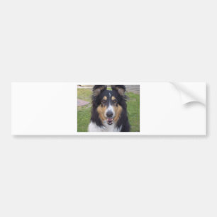 Pegatina Para Coche Collie áspero tricolor
