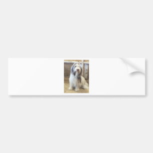 Pegatina Para Coche Collie con barba