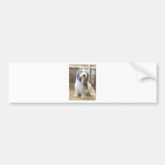 Pegatina Para Coche Collie con barba