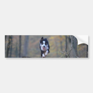 Pegatina Para Coche collie fronteriza corriendo en bosques