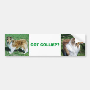 PEGATINA PARA COCHE COLLIE, ¿¿TIENES COLLIE??