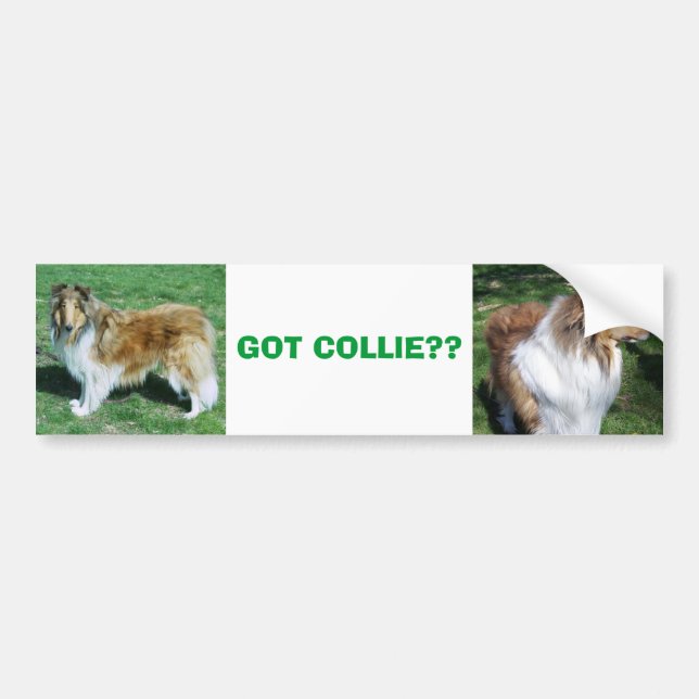 PEGATINA PARA COCHE COLLIE, ¿¿TIENES COLLIE?? (Frente)