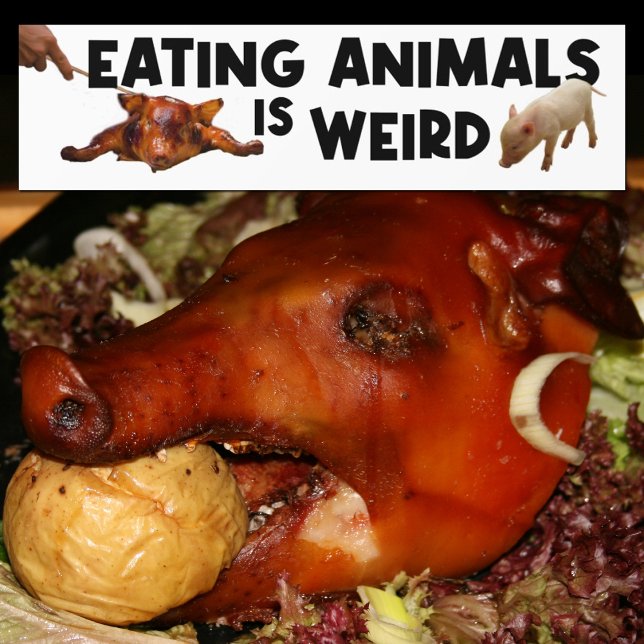 Pegatina Para Coche Comer animales es raro, activismo vegano (Subido por el creador)