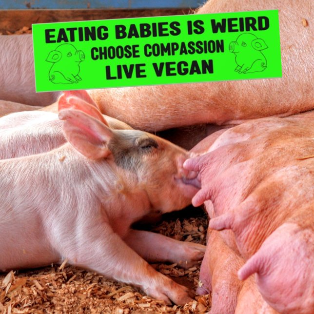 Pegatina Para Coche Comer bebés es raro, activismo vegano, (Subido por el creador)