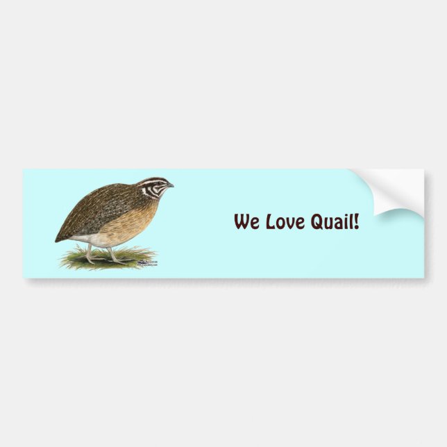 Pegatina Para Coche Coturnix Pharaoh Quail (Frente)