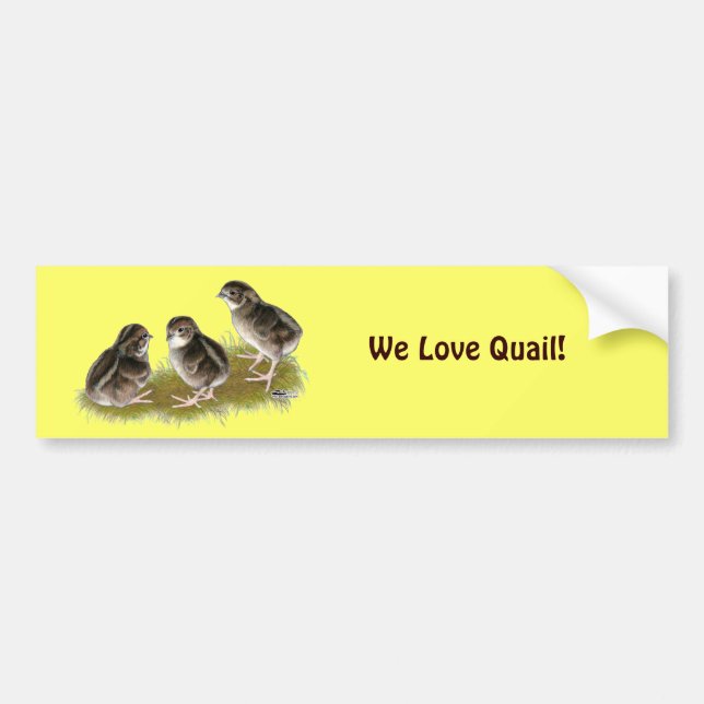 Pegatina Para Coche Coturnix Quail Chicks (Frente)
