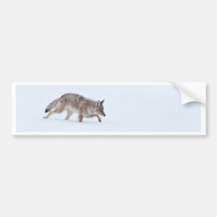 Pegatina Para Coche Coyote