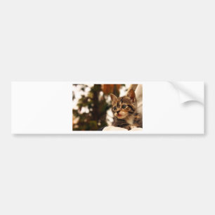Pegatina Para Coche Cute Kitten