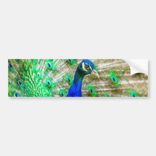 Pegatina Para Coche Desplome de pavo real