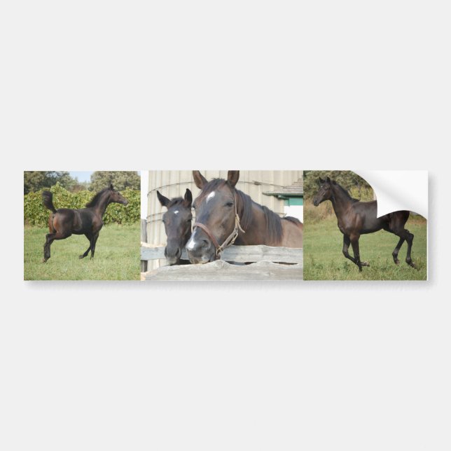 Pegatina Para Coche Dos caballos mastican una cerca (Frente)