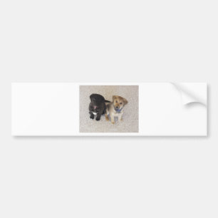 Pegatina Para Coche Dos cachorros de labrador cúrcute