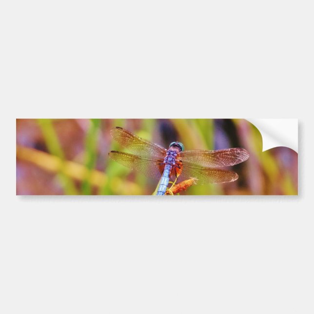Pegatina Para Coche Dragonfly verde azulado (Frente)