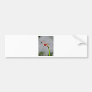 PEGATINA PARA COCHE DSC00029.JPG