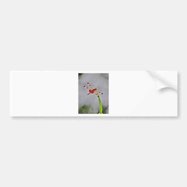 PEGATINA PARA COCHE DSC00029.JPG (Frente)