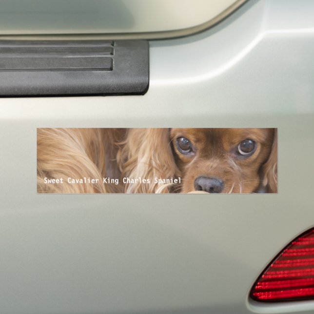 Pegatina Para Coche Dulce Ruby Cavalier King Charles Spaniel (en coche)