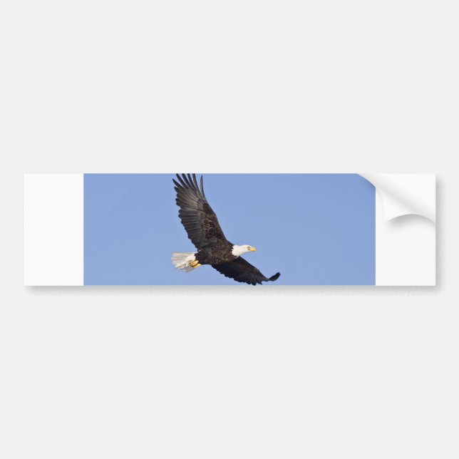 Pegatina Para Coche Eagle calvo americano (Frente)