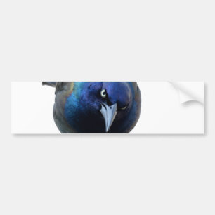Pegatina Para Coche El Grackle enojado