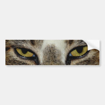 El ojo de gato