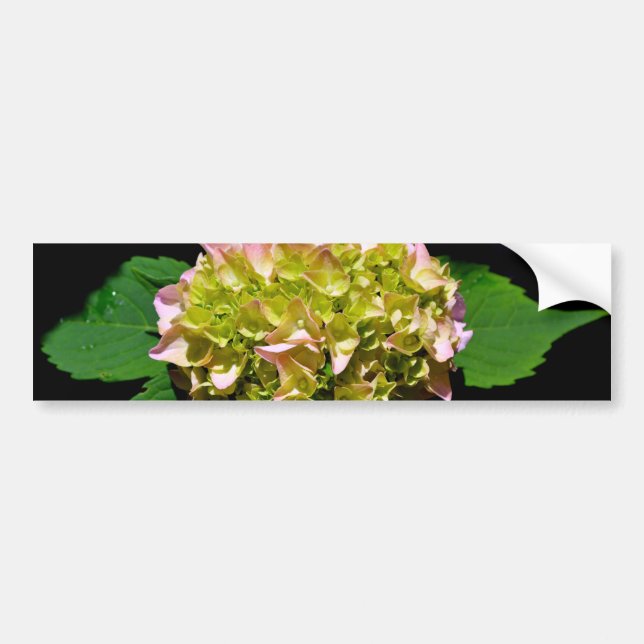 Pegatina Para Coche Elegante hidrangea floral verde rosa verde suave (Frente)