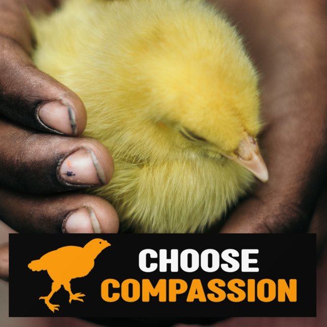Pegatina Para Coche Elegir la compasión, el activismo vegano (Subido por el creador)