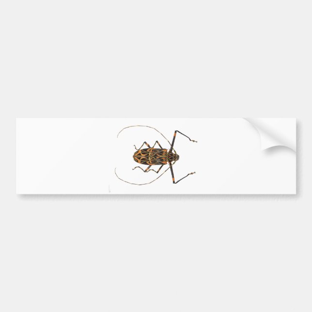 Pegatina Para Coche Escarabajo Acrocinus Longimanus del Harlequin (Frente)