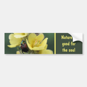 Pegatina Para Coche Escarabajo En Flor De Gordolobo Naturaleza Buena P