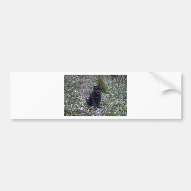 Pegatina Para Coche Español de Black English Springer (Frente)