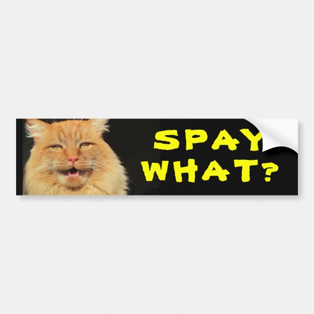 Pegatina Para Coche ¿Esterilizar Qué? Meme Divertido de Gato (Frente)