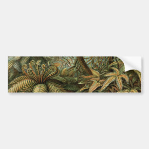 Pegatina Para Coche Ferns Palm Tree Antique Botanica Ferns Art