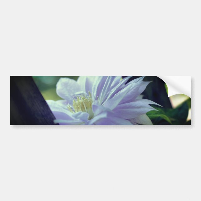 Pegatina Para Coche Flor de Clemátide Arrebujada  (Frente)