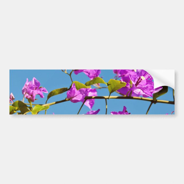 Pegatina Para Coche Flores de Buganvilla (Frente)