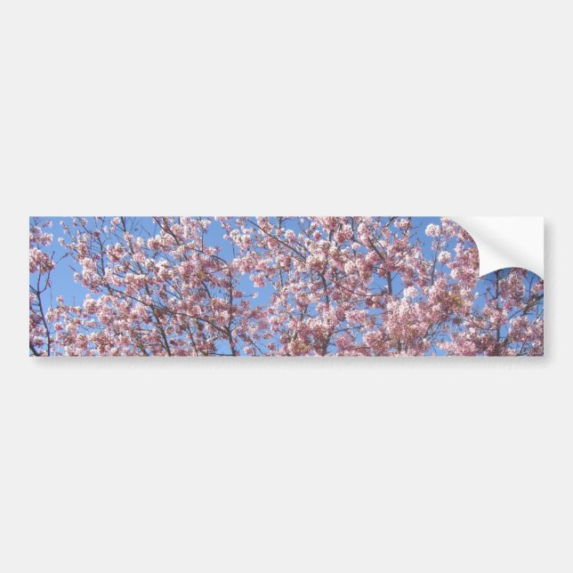 Pegatina Para Coche Flores de cerezo (Frente)