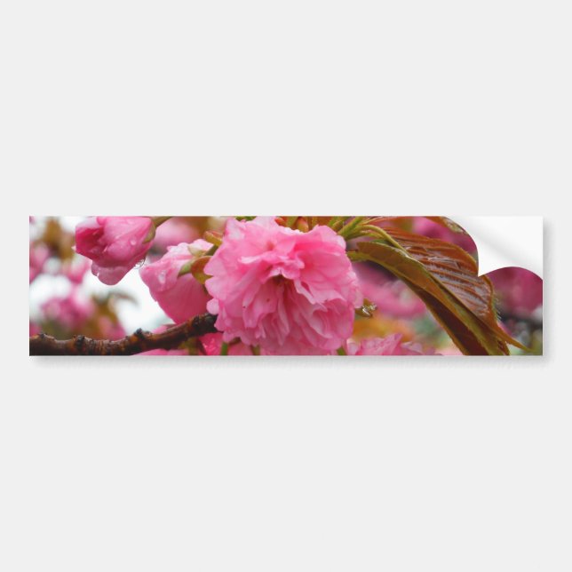 Pegatina Para Coche Flores de flores de cerezo rosado caliente (Frente)