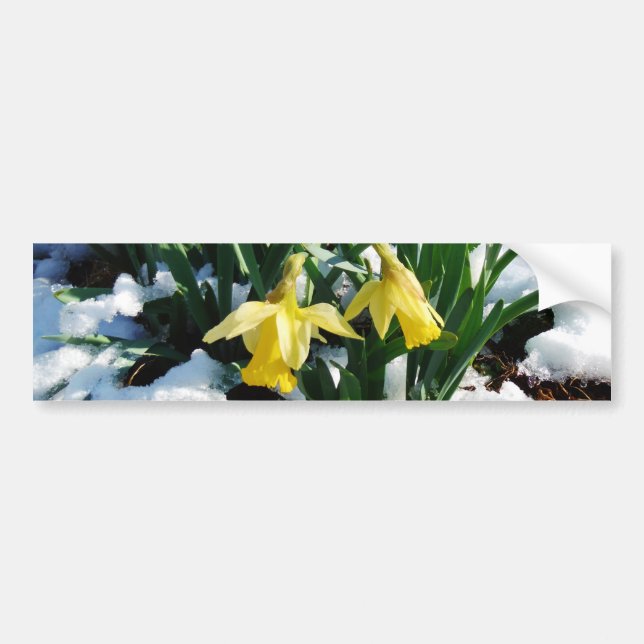 Pegatina Para Coche Flores de los Daffodils amarillos en la nieve (Frente)