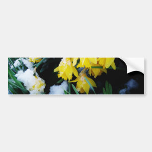 Pegatina Para Coche Flores de los Daffodils amarillos en la nieve